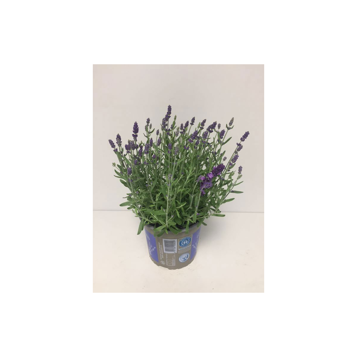 Plantiflor  Lavendel Durchmesser 17