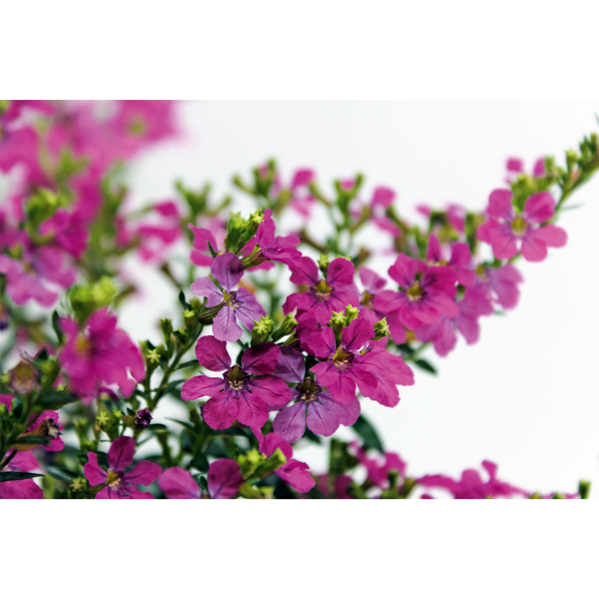 Plantiflor  Japanische Scheinmyrthe Flori Glory Topf 11 cm Bild 3