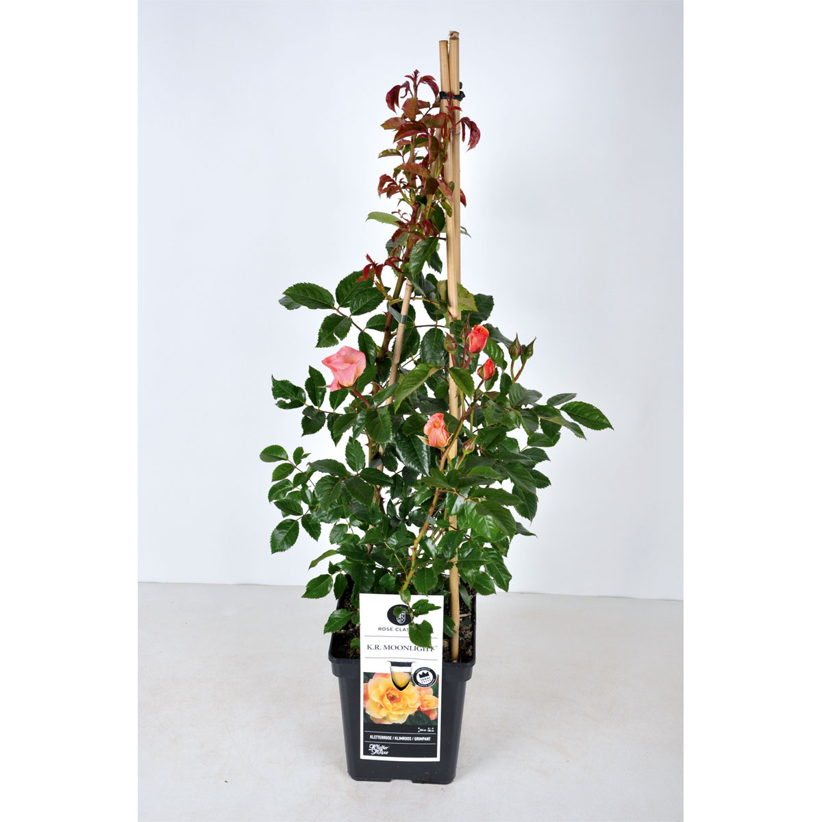 Plantiflor  Kletterrose „Orange“, Topf Ø 23 cm