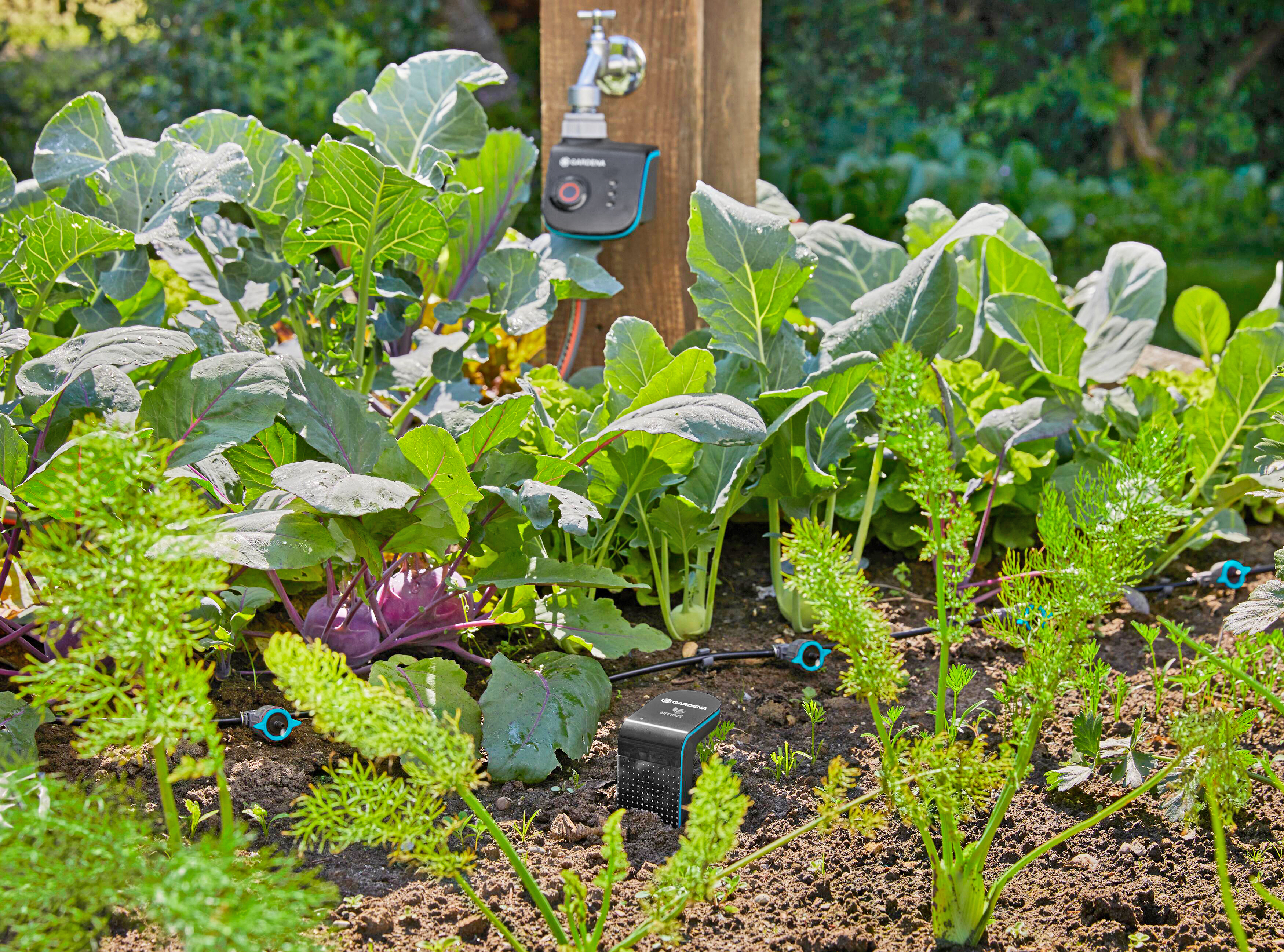 Gardena Micro Drip System angeschlossen und zwischen den Pflanzen gelegt