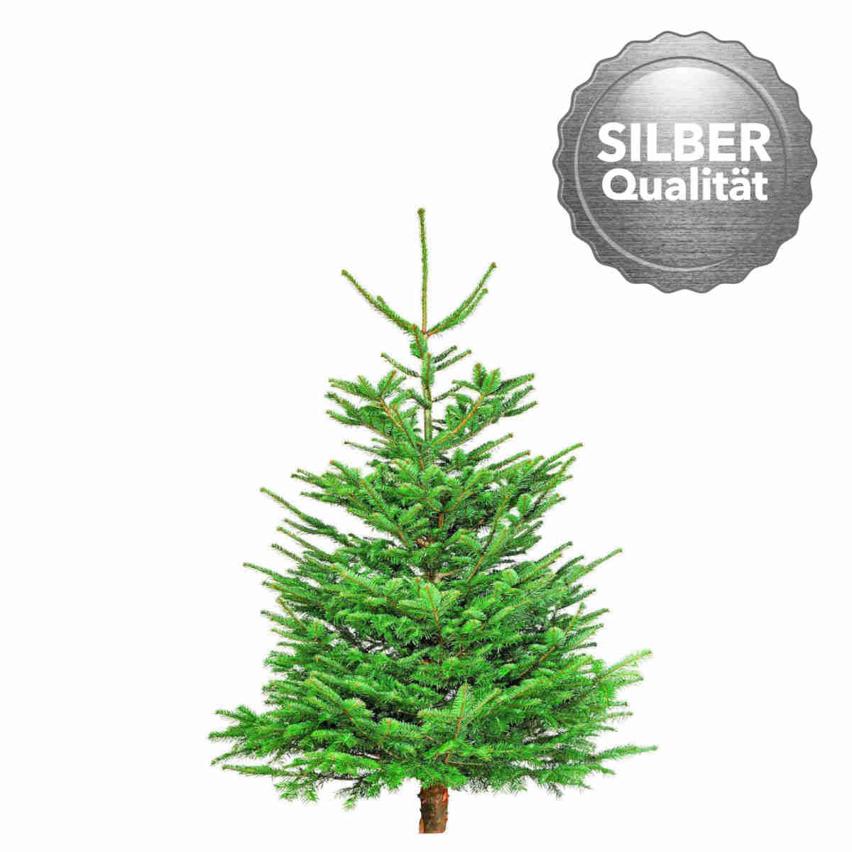 Plantiflor Nordmanntanne Silber-Qualität 130-150 cm Bild 1