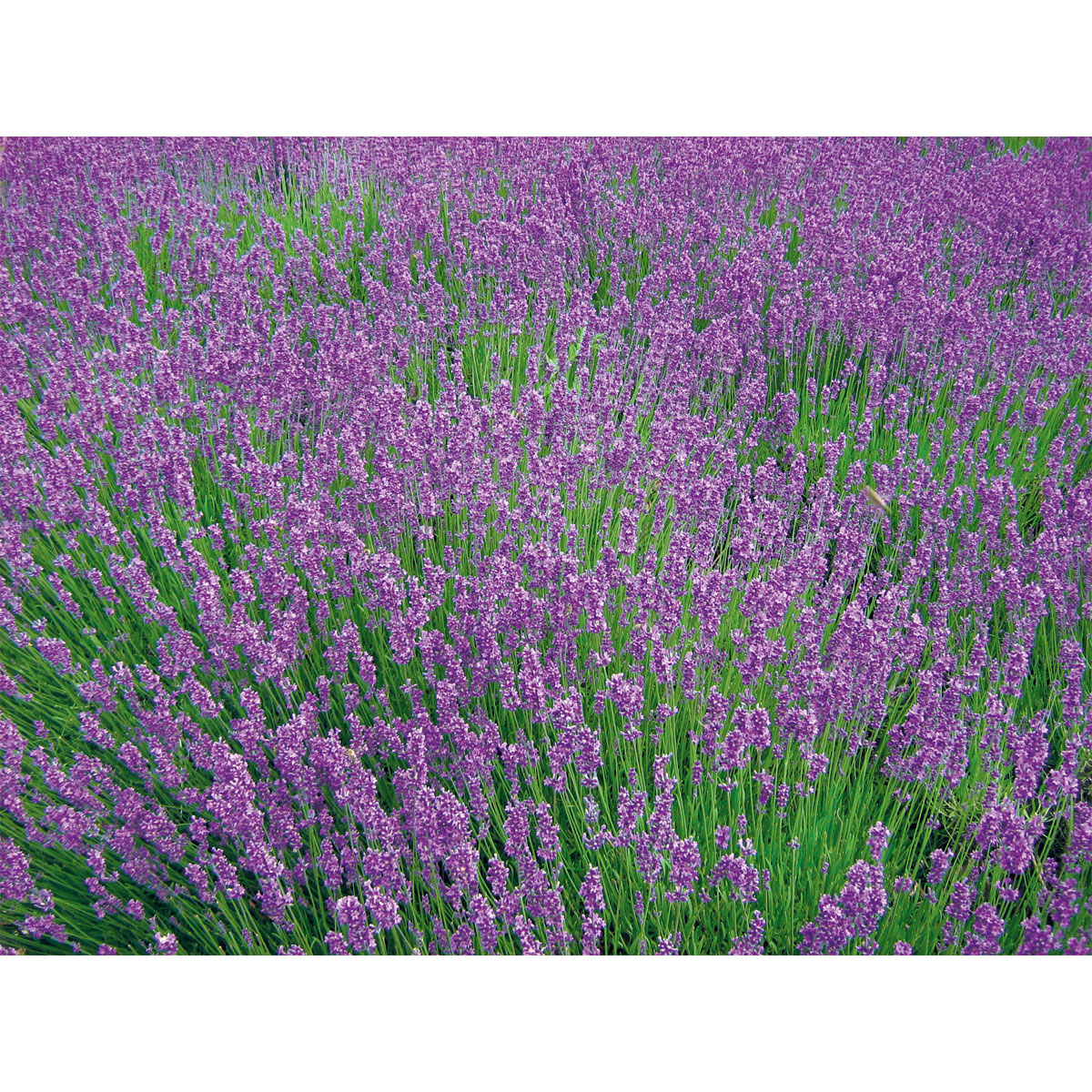 Plantiflor  Lavendel Munstead Topf- Durchmesser 13 cm Bild 2