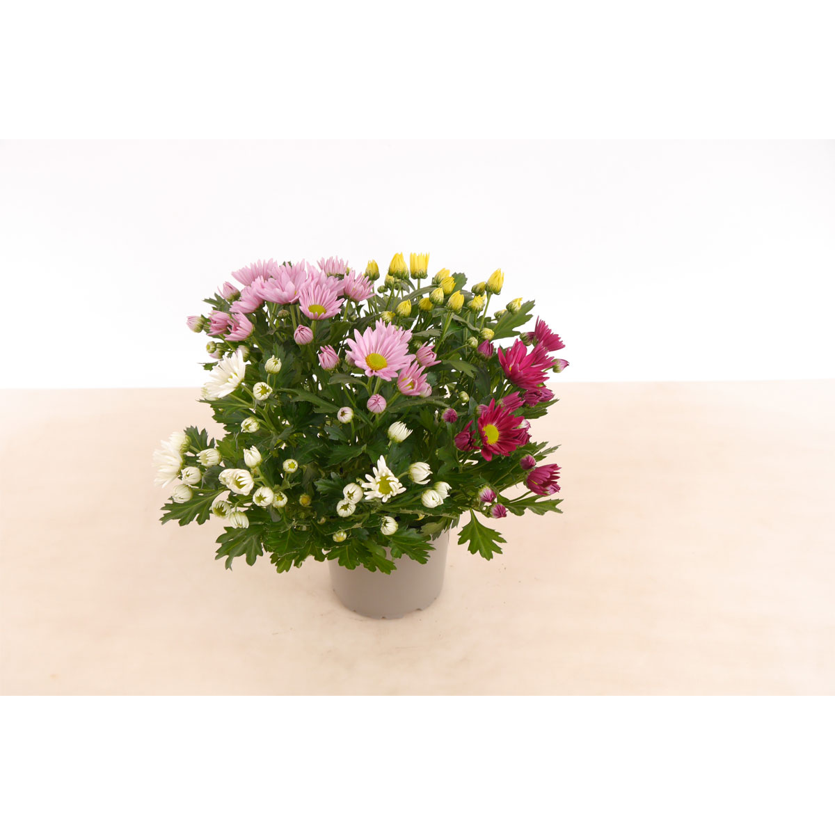 Plantiflor  Chrysantheme T13 4 Farben