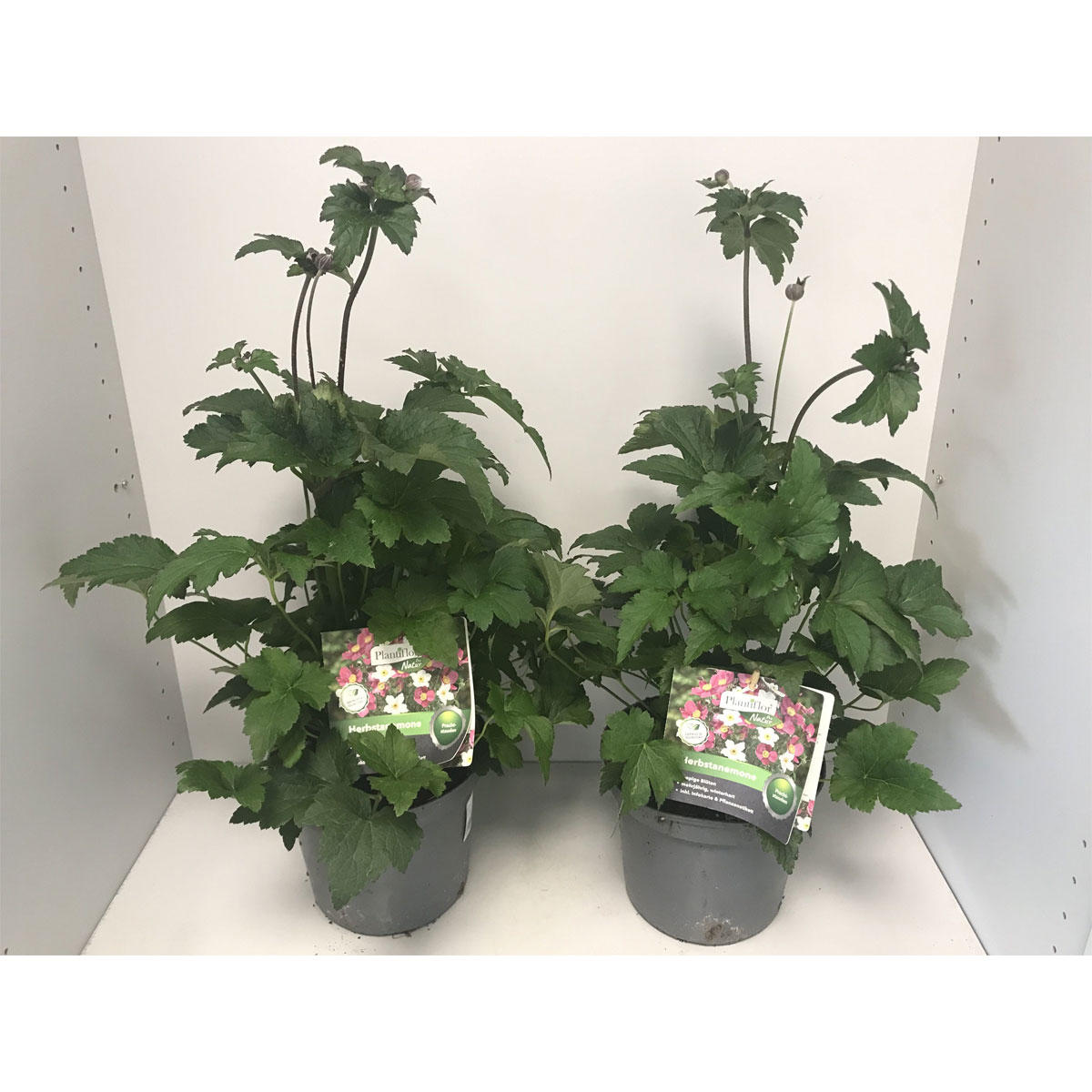 Plantiflor Herbstanemone P19