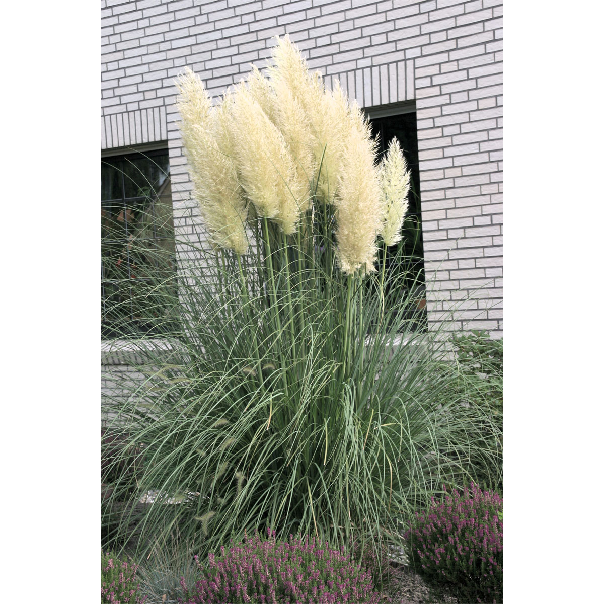 Plantiflor Kleines Pampasgras Pumila Topf Durchmesser 23 cm