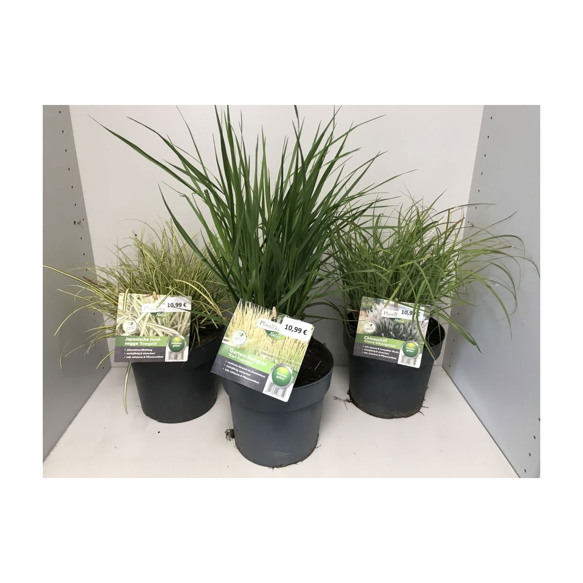 Plantiflor  Gräser Sortiment T19