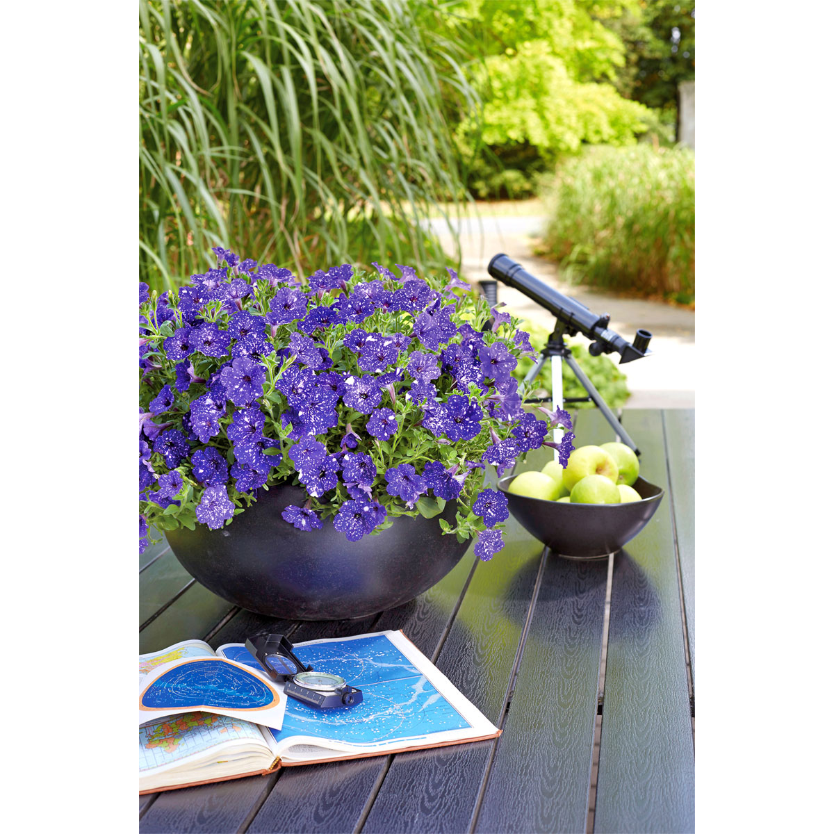 Plantiflor  Petunie Night Sky Topf Durchmesser 12 cm Bild 4
