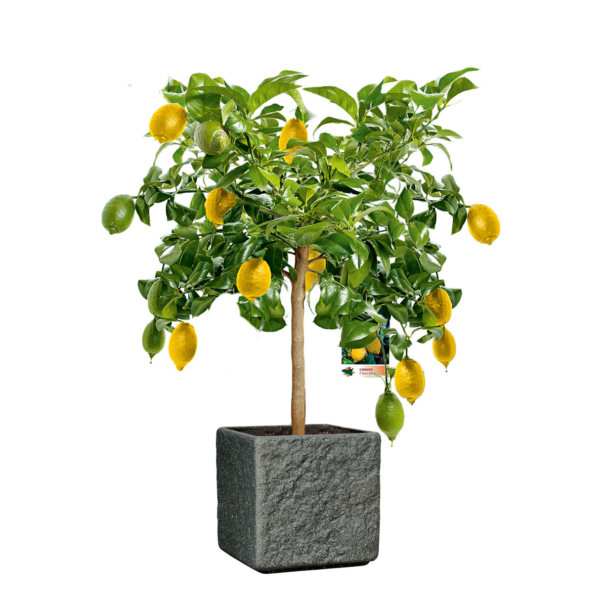 Plantiflor  Citrus-Ministamm Topf Durchmesser 20 cm 70-80 cm Bild 4