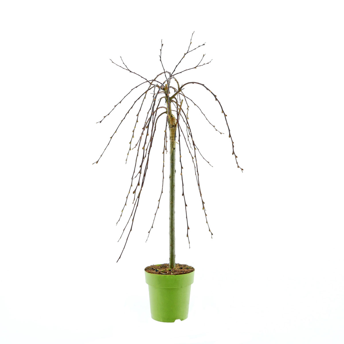 Plantiflor Hängekätzchenweide Topf Durchmesser 17 cm Bild 1