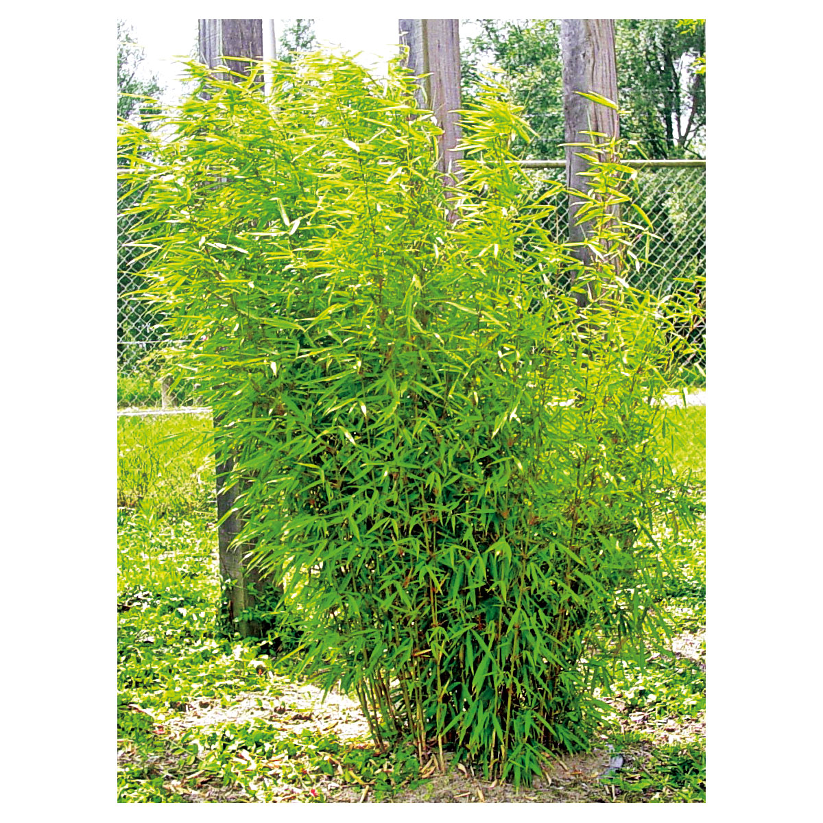 Plantiflor  Gartenbambus Fargesia Schirmbambus Topf Durchmesser 23 cm Bild 4