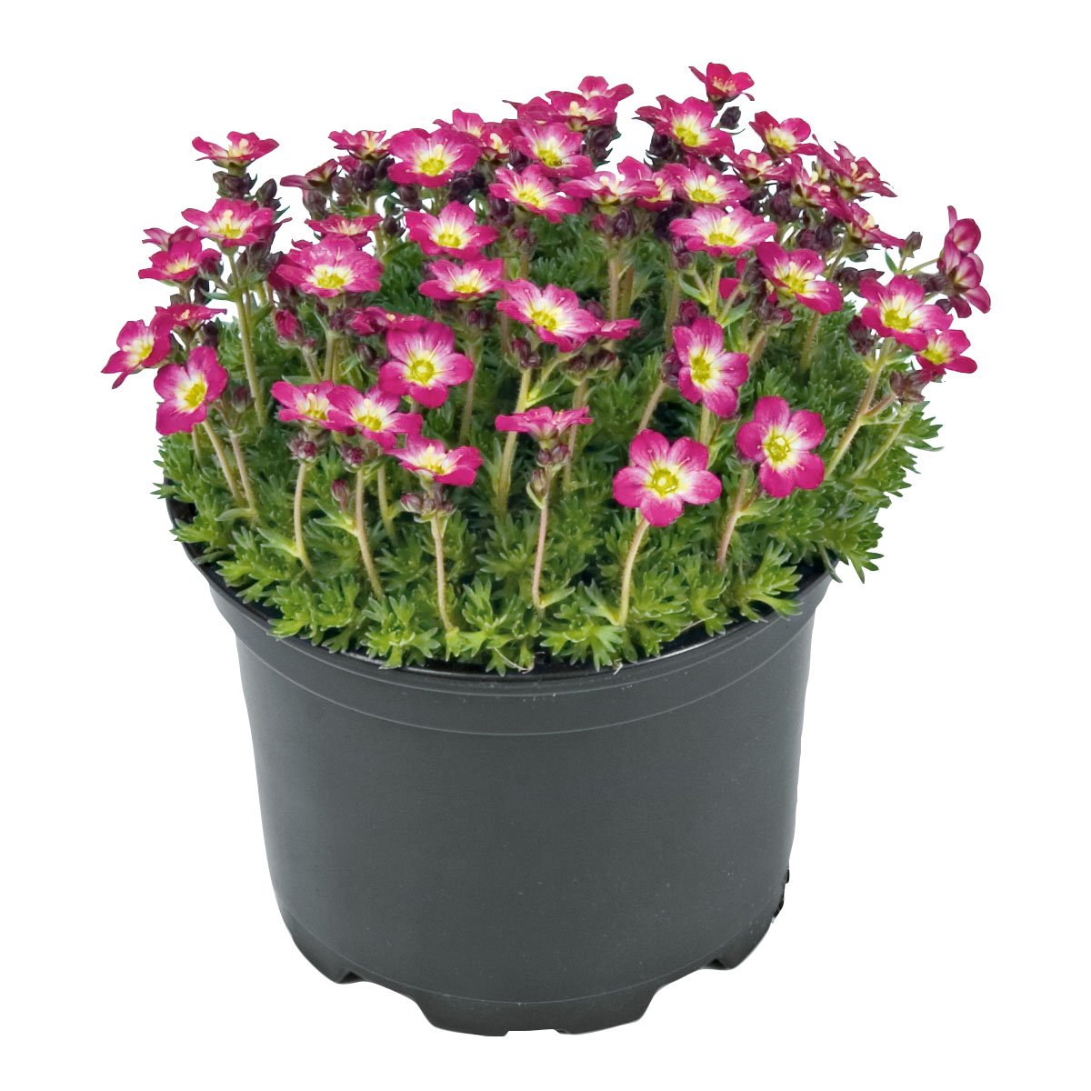 Plantiflor  Frühlingsstauden Topf Durchmesser 11 cm Bild 1