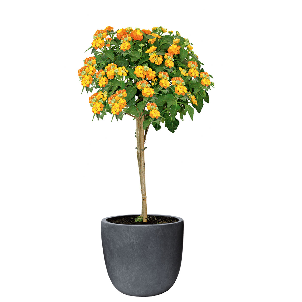 Haveson Topf Granite Durchmesser 35xH 34 cm Bild 4