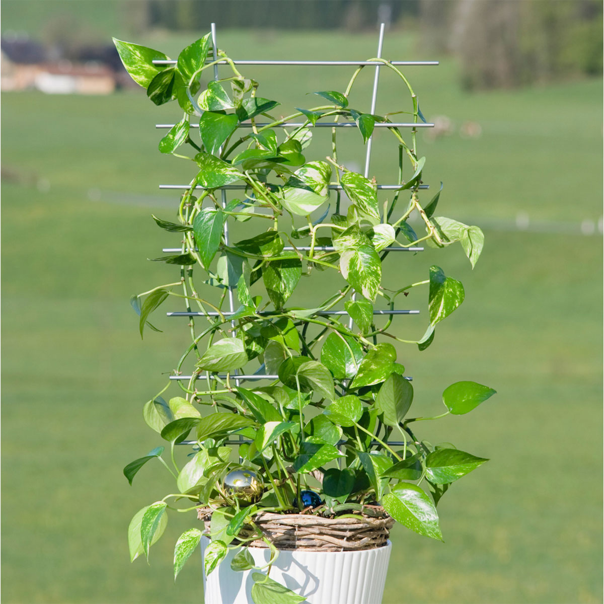 Windhager  Blumenstütze 77x34 cm metall Bild 3