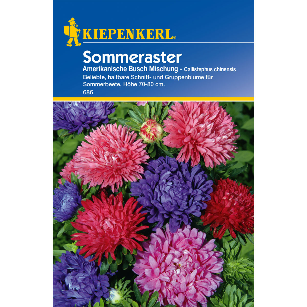 Kiepenkerl Sommeraster Amerikanischer Busch-Mix