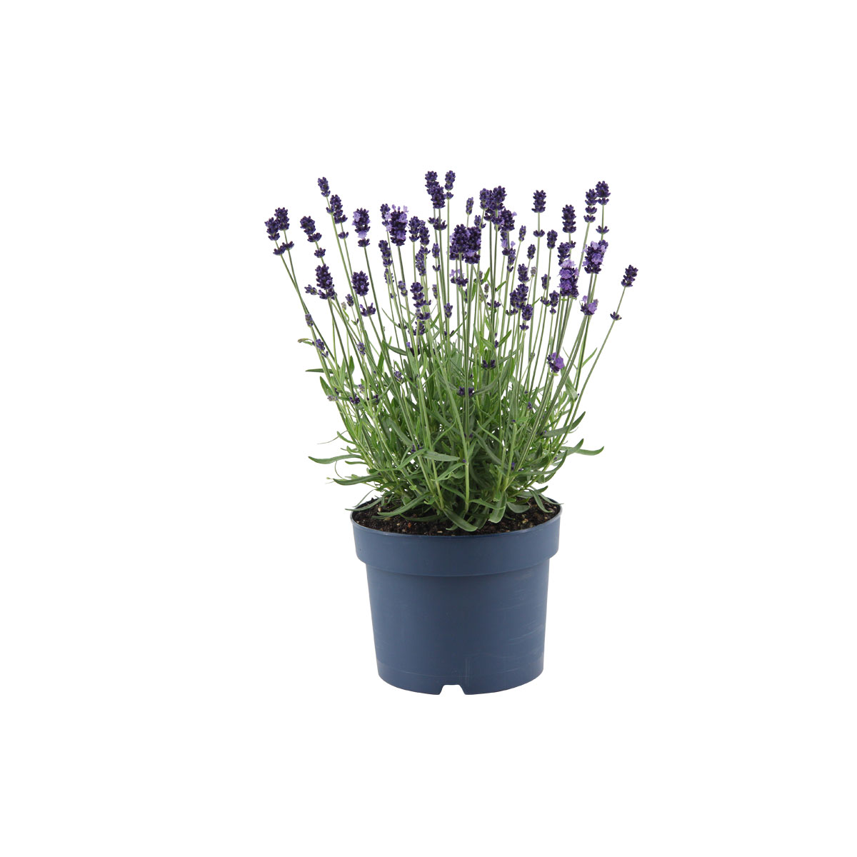 Plantiflor  Lavendel Munstead Topf- Durchmesser 13 cm Bild 1