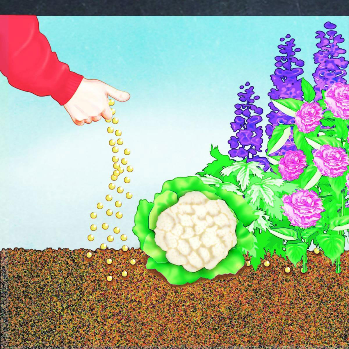 Compo BIO Universal Langzeit-Dünger mit Schafwolle 2 kg Bild 3