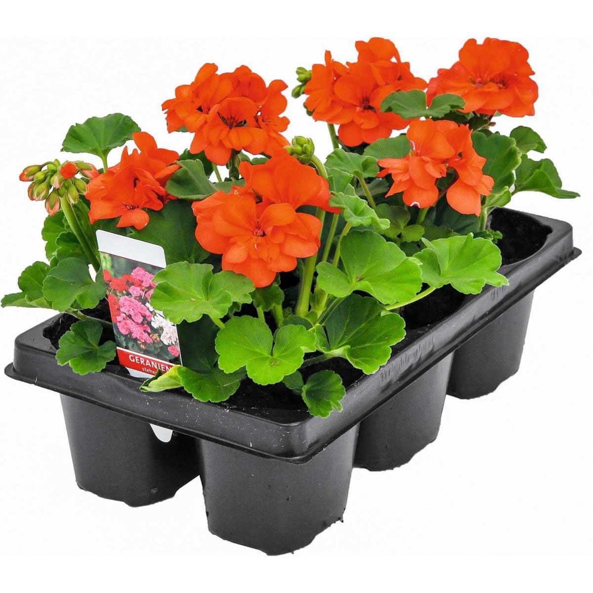 Plantiflor Geranie Pelargonium zonale/peltatum 6er Pack versch Farben